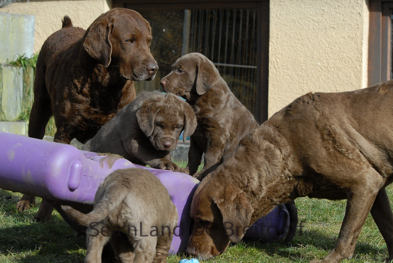 Sea'nLand Chesapeake Bay Retriever