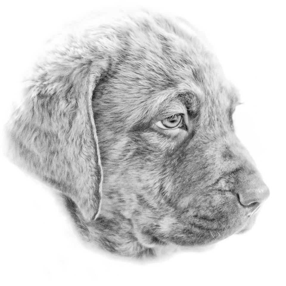 Sea'nLand Chesapeake Bay Retriever