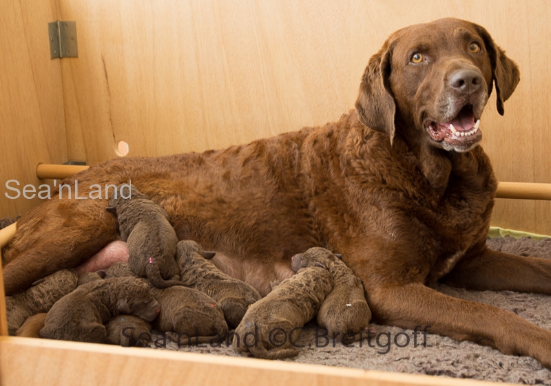 Sea'nLand Chesapeake Bay Retriever