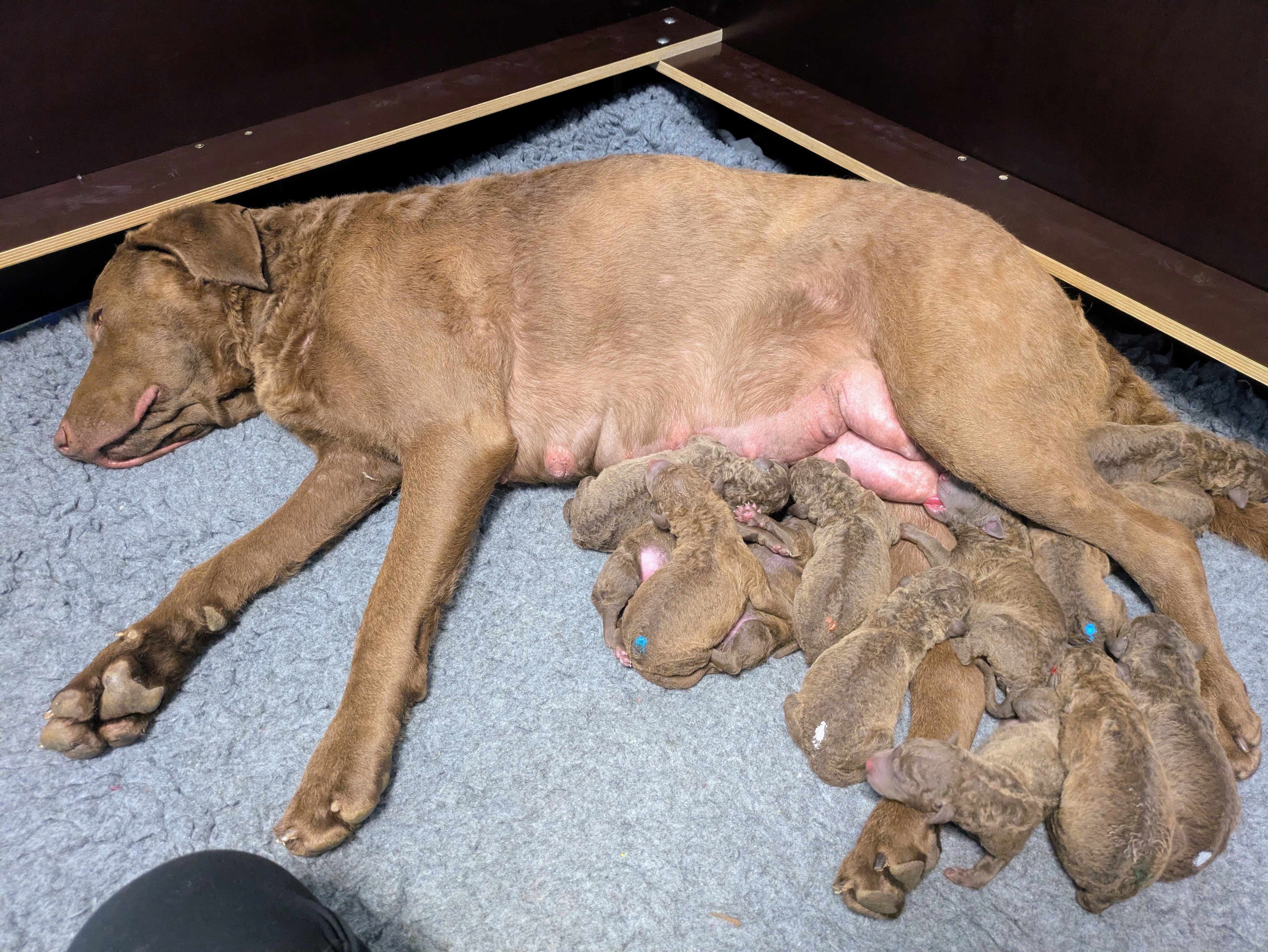 Sea'nLand Chesapeake Bay Retriever Sea'nLand Chesapeake Bay Retriever