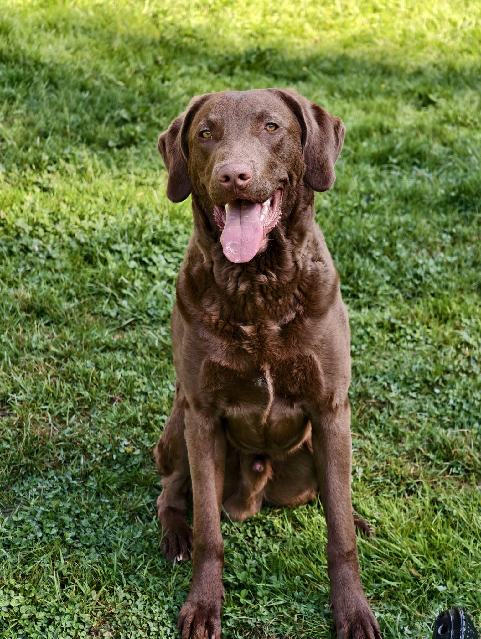 Sea'nLand Chesapeake Bay Retriever Sea'nLand Chesapeake Bay Retriever