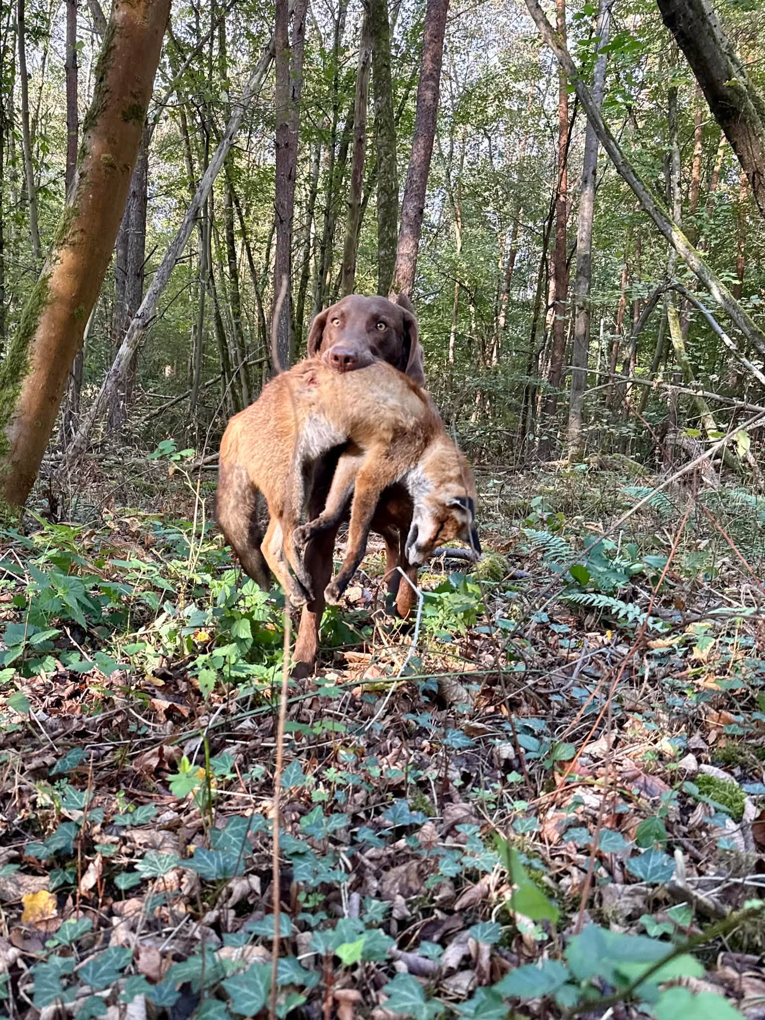 Sea'nLand Chesapeake Bay Retriever Sea'nLand Chesapeake Bay Retriever